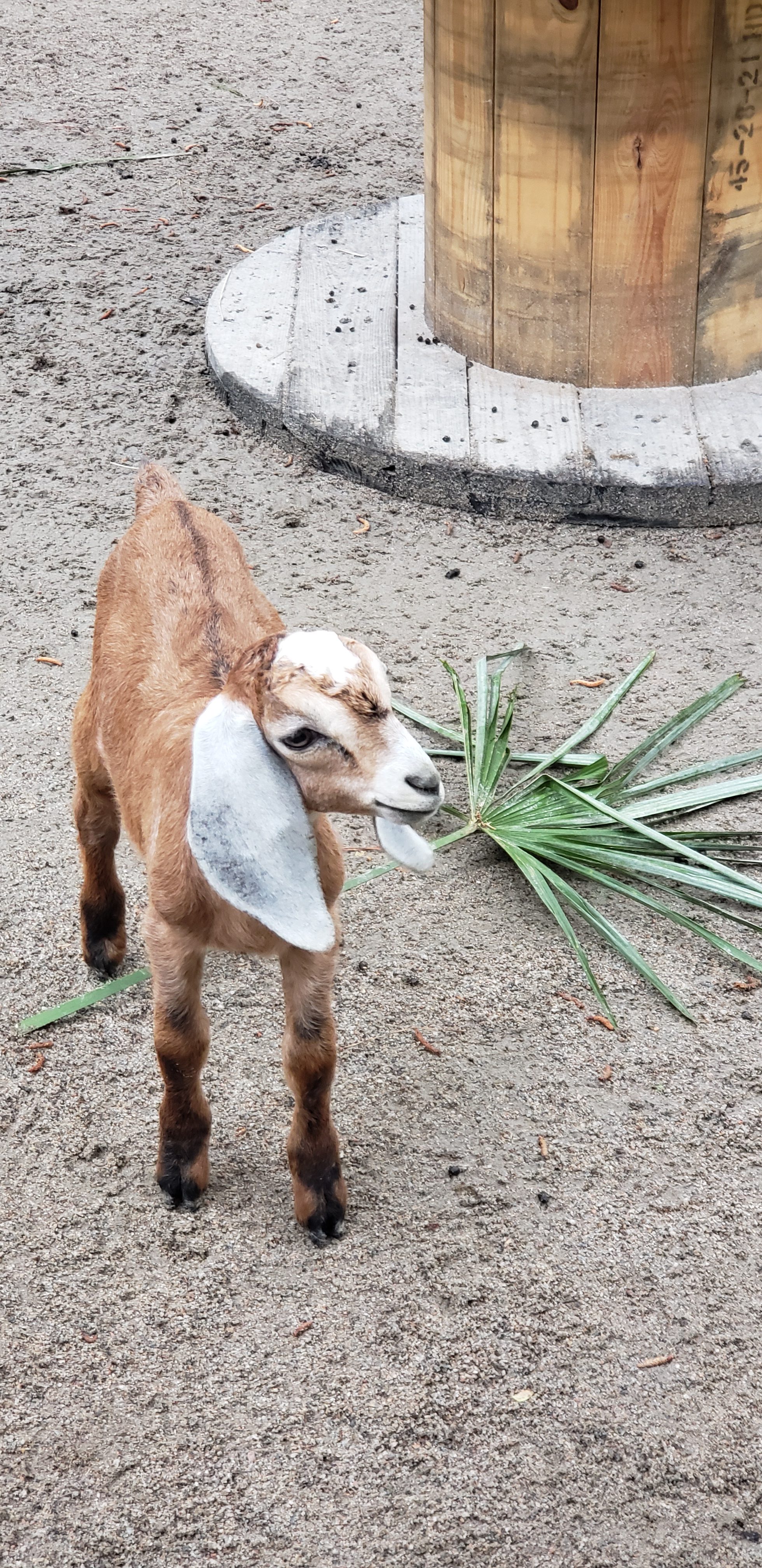 A goat facing the camera.