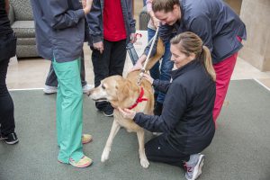 Four nurses in scrubs petting a dog on a leash