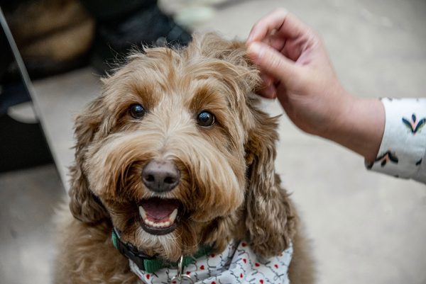 Person's hand petting a smiling, brown dog