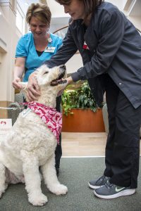 Two nurses in scrubs petting a dog wearing a pink bandana