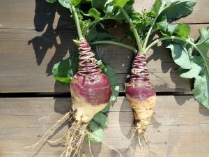 rutabaga-300x225 Two rutabagas on a wood surface