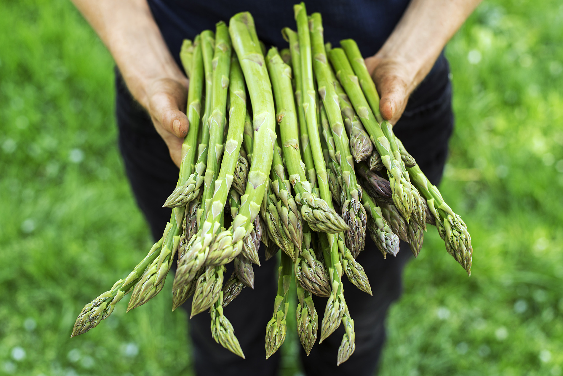 Woman in field holding freshly picked asparagus