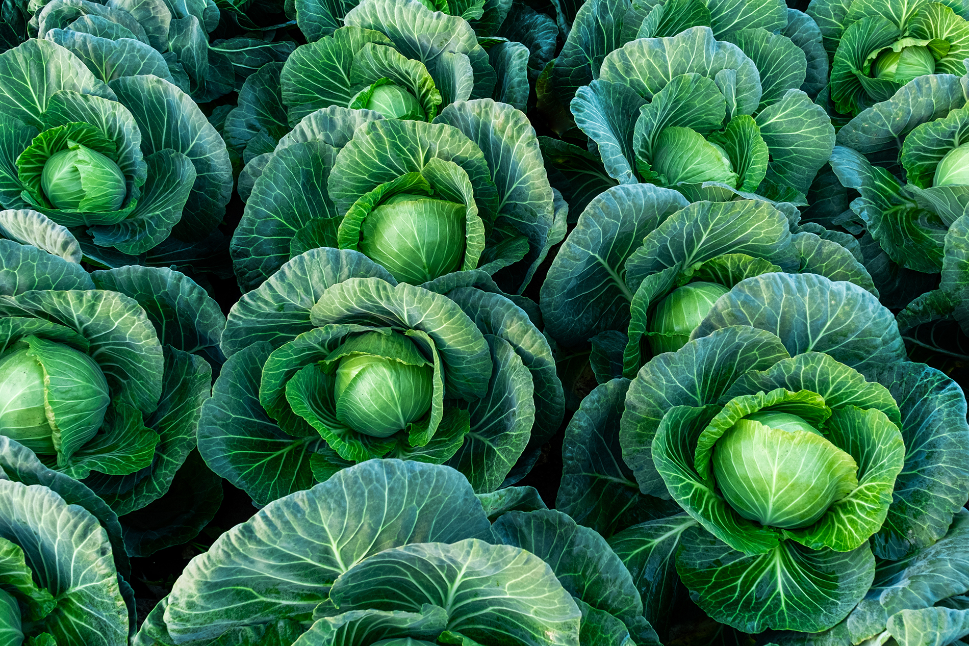 Many heads of dark green cabbage