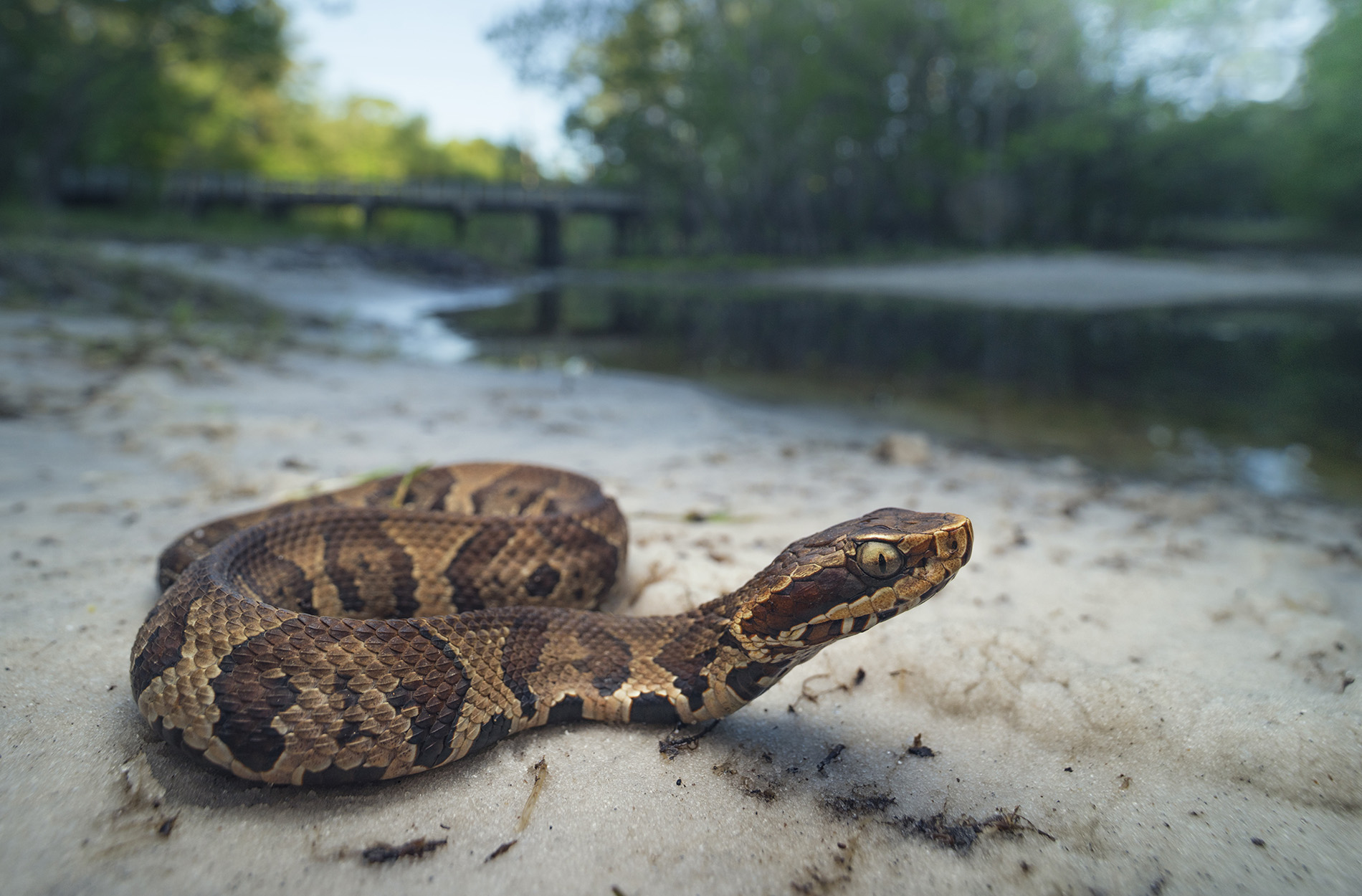 Venomous Snake Bites | Lexington Medical Center Blog | LexWell