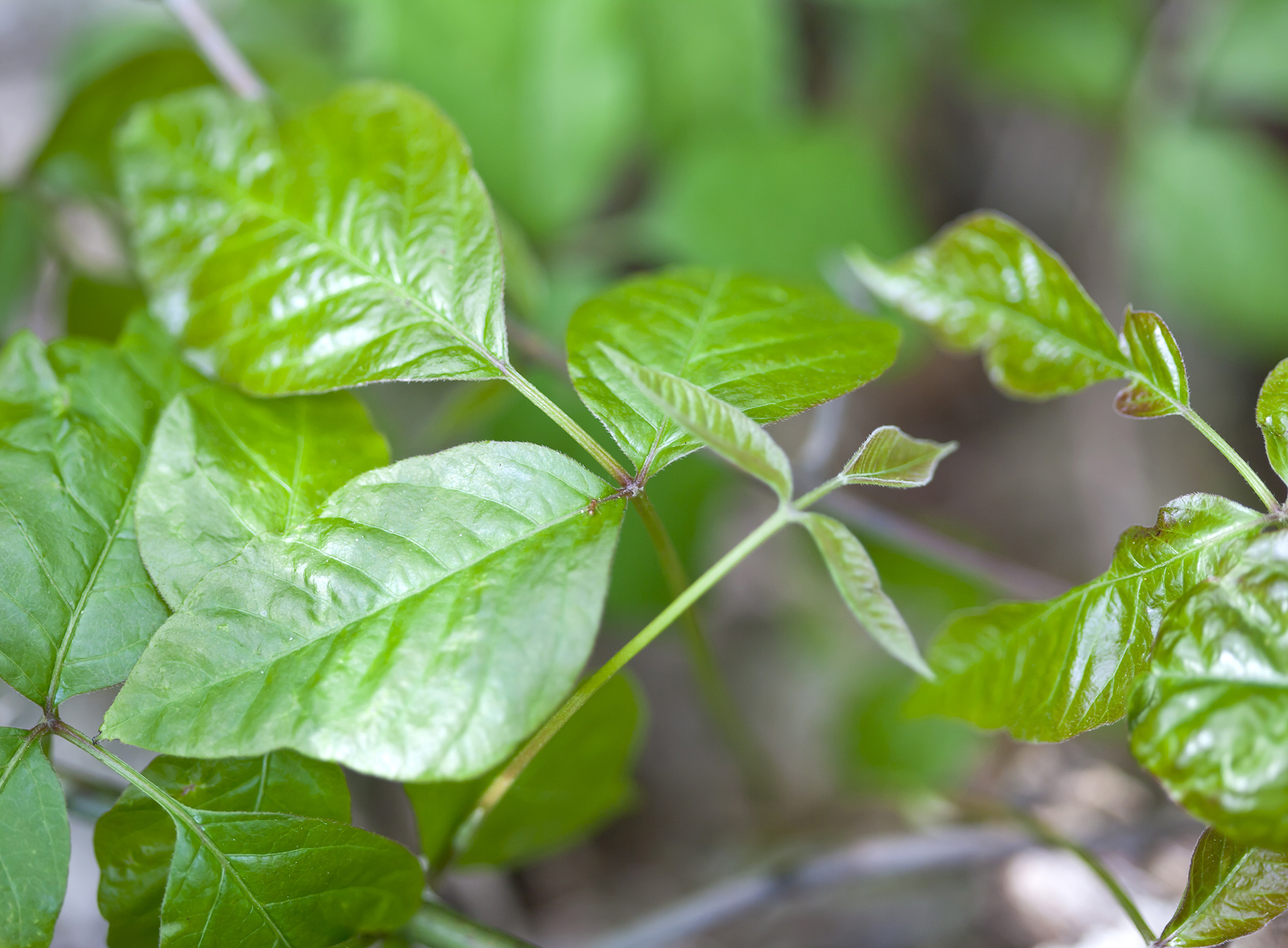 myths-about-poison-ivy-wellcare