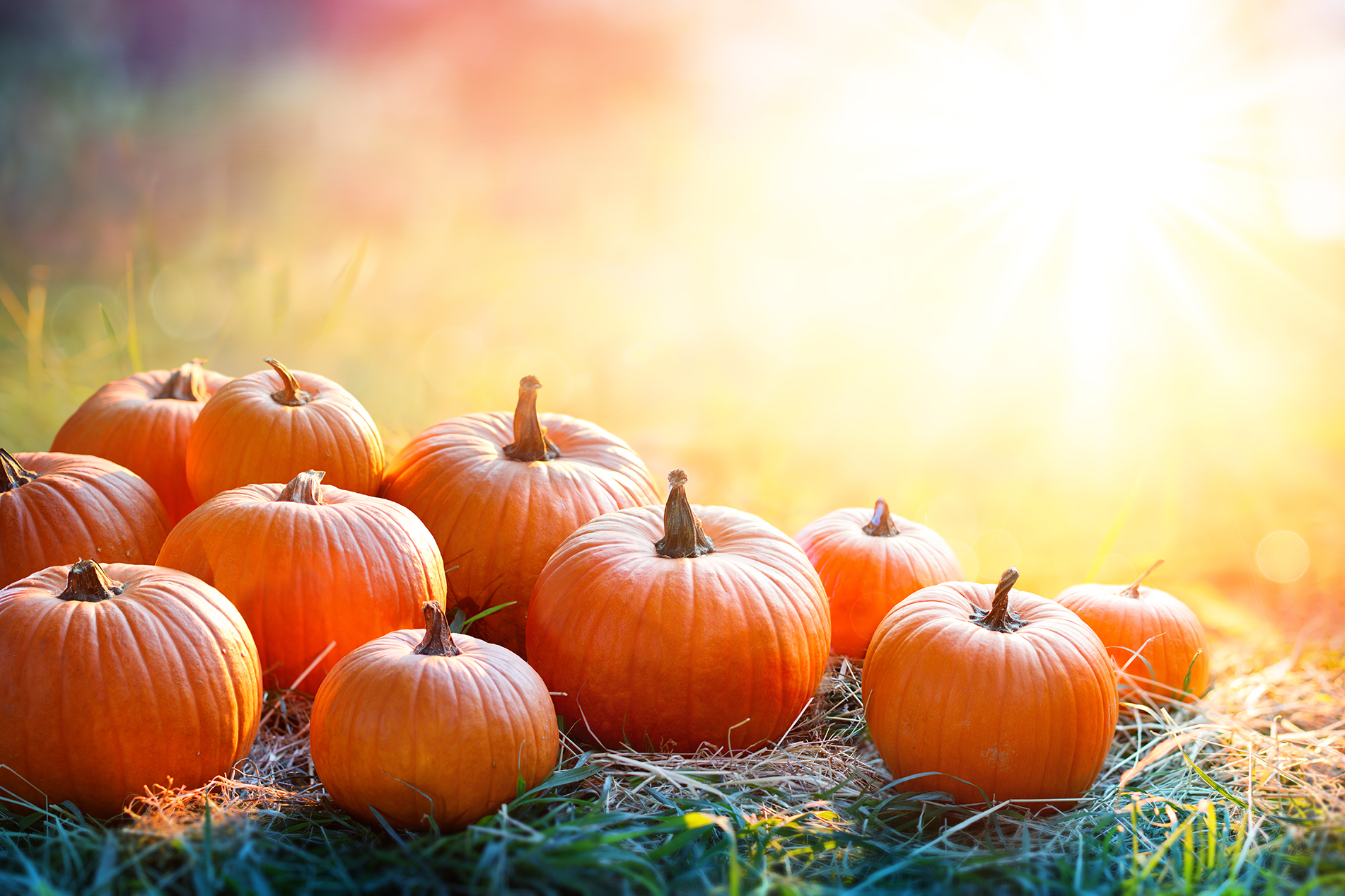 Pumpkins in field