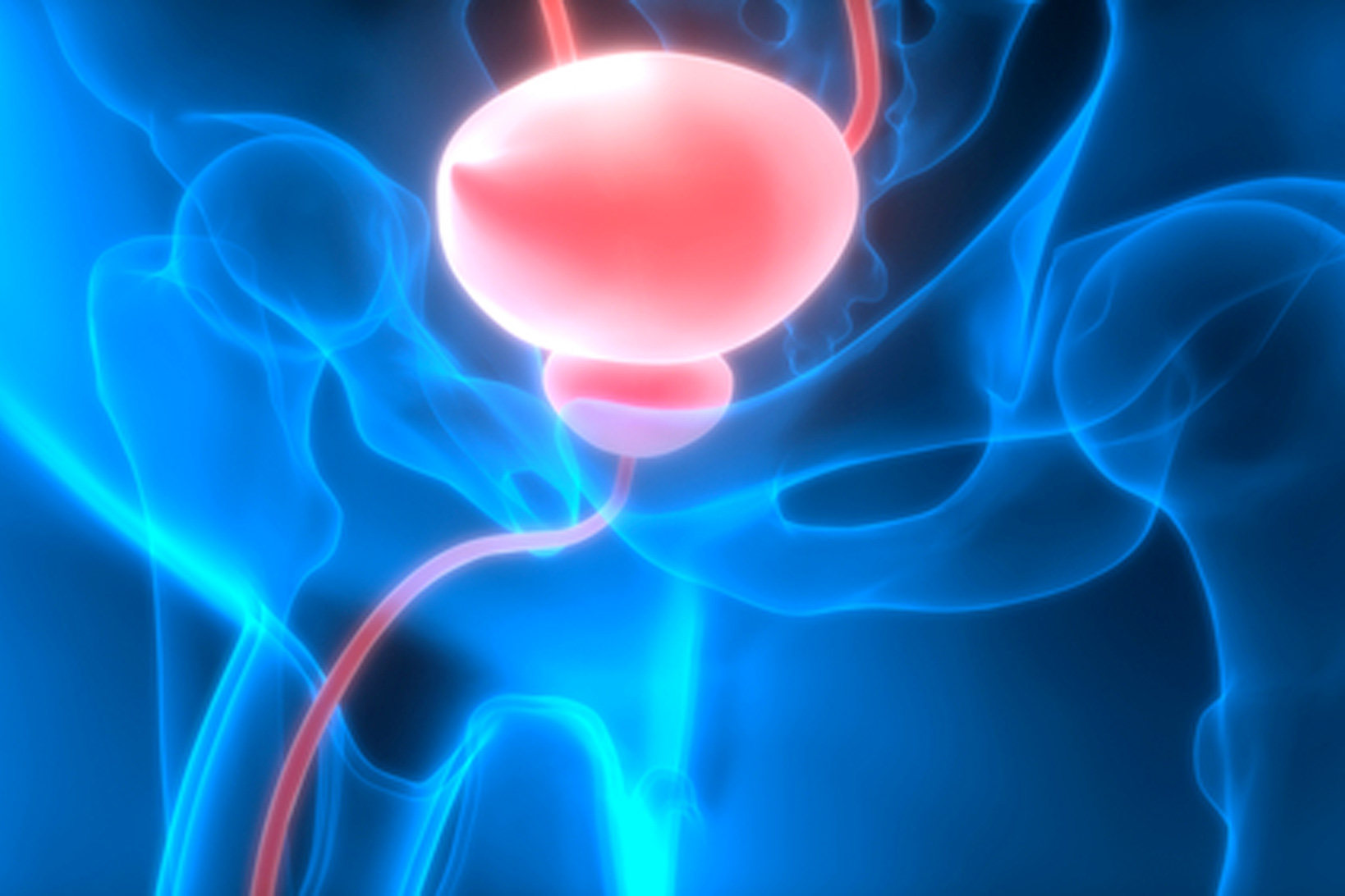 A false color computer model of a human groin, with bones and other tissue in dark blue, and the bladder and connected system in bright pink.