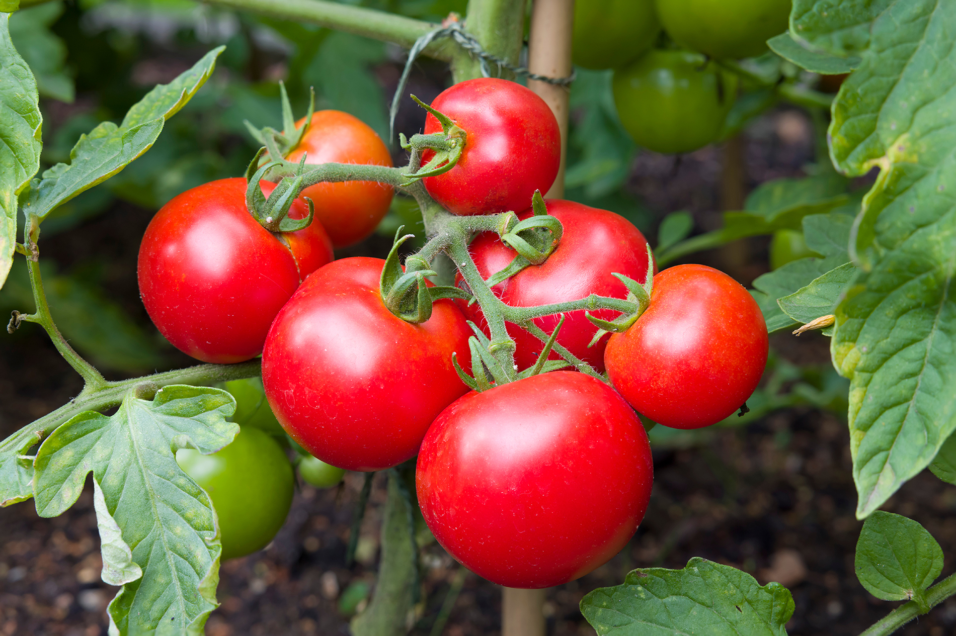 Cluster of ripe red tomatoes on the vine