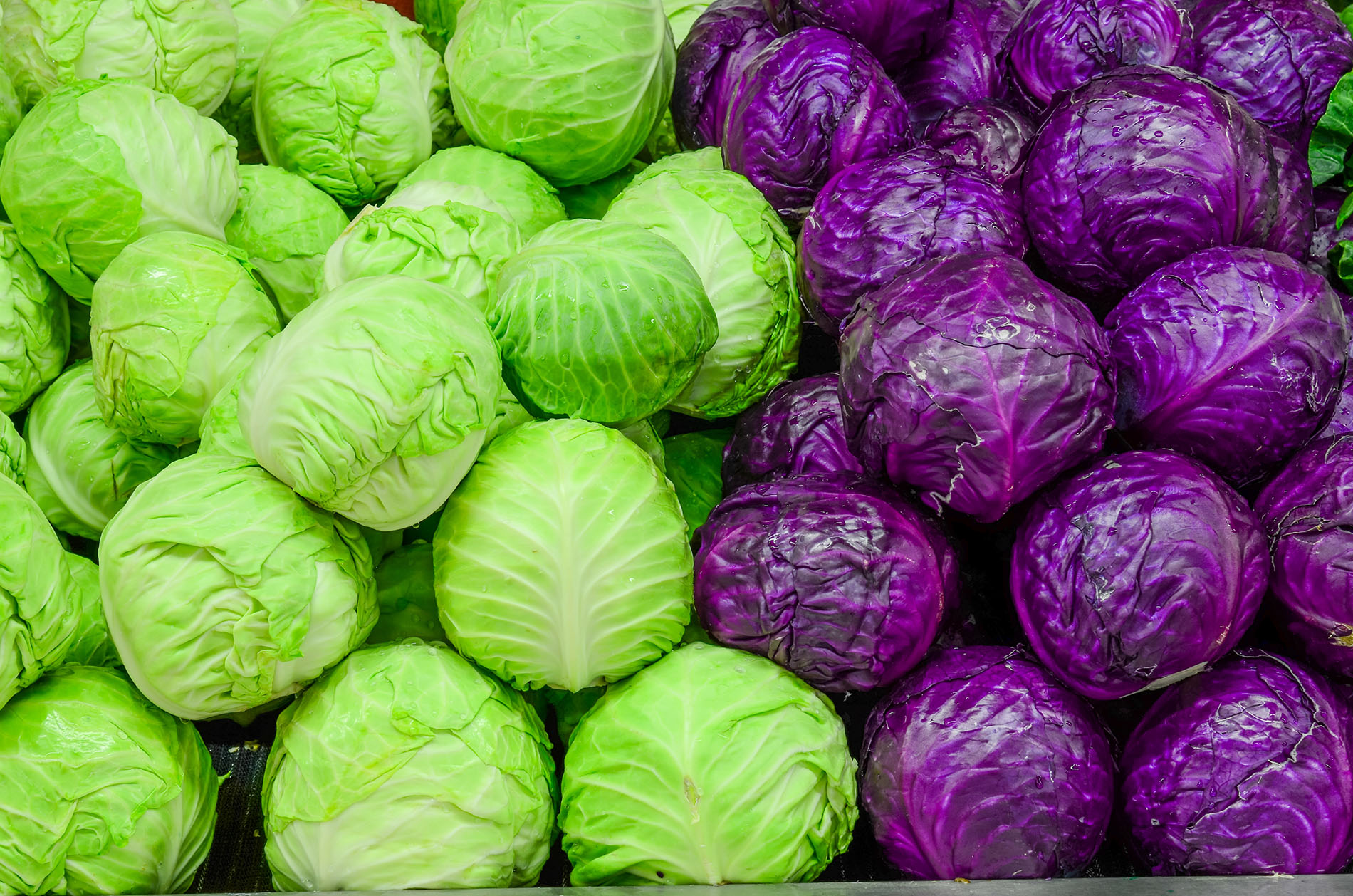 Heads of green and purple cabbage