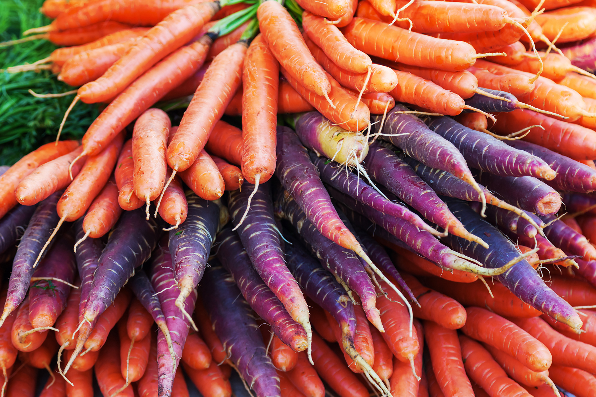 Yellow, orange and purple carrots
