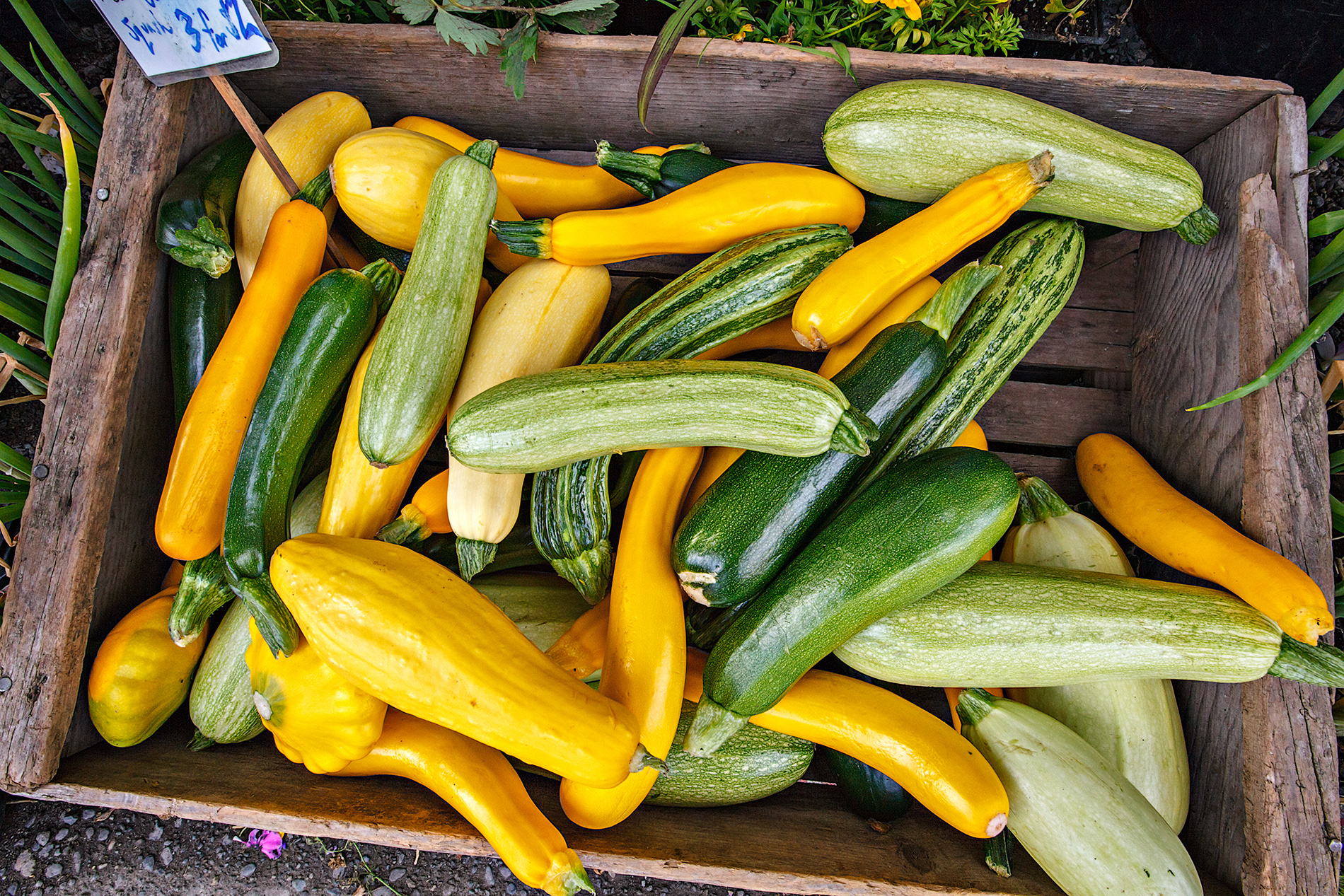Basket of yellow squash and zucchini