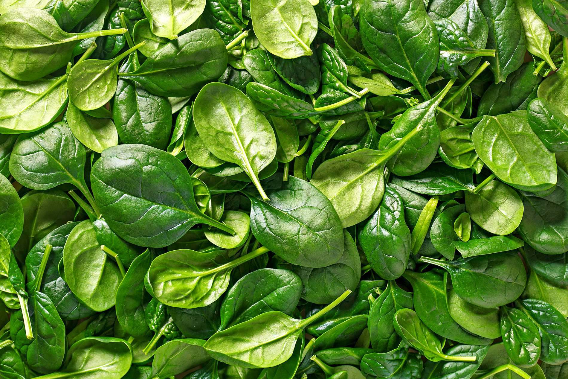 Close up photo of tender young spinach leaves