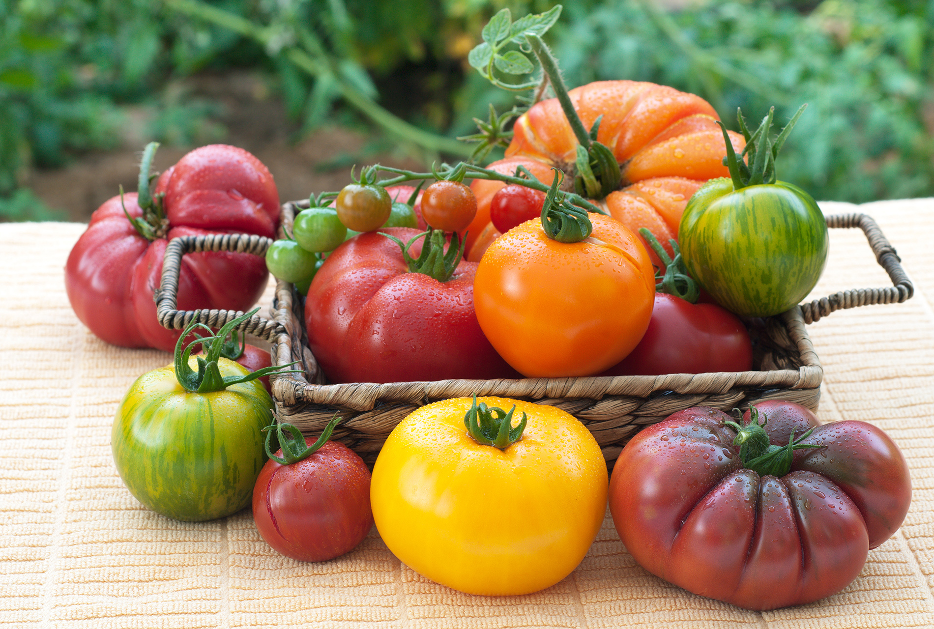 Basket full of red, orange, yellow and striped tomatoes