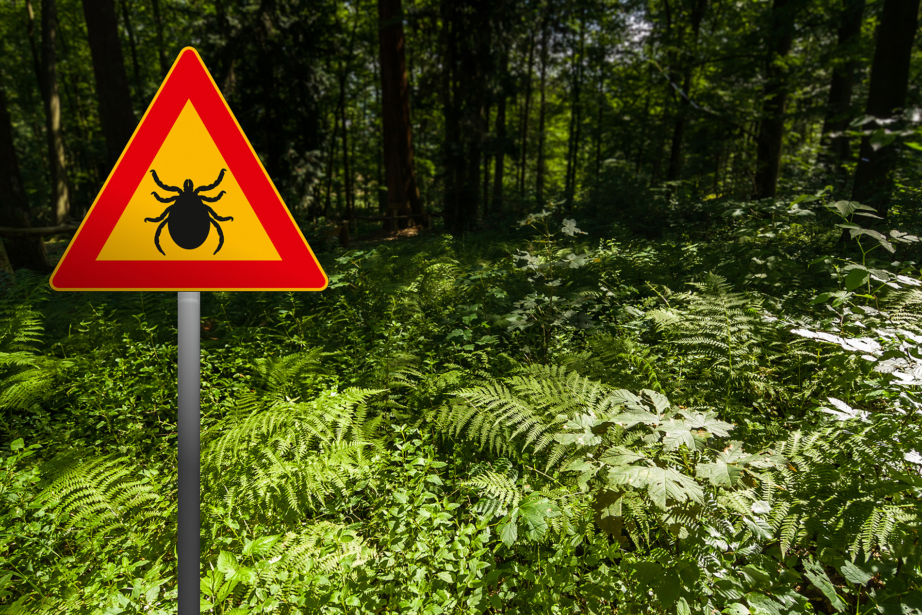 Tick warning sign at entrance to woodland path