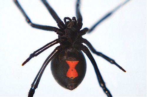 Black widow spider with red marking