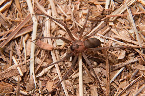 Brown recluse spider on pinestraw