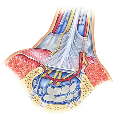 Anatomical drawing of carpal tunnel in wrist