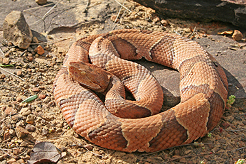 Copperhead snake in woods
