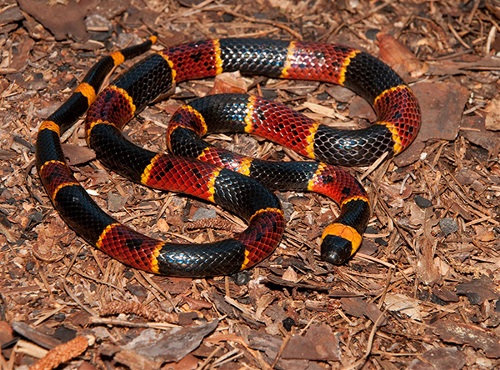 Coral snake on ground