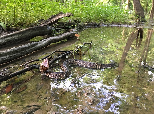 cottonmouth in water