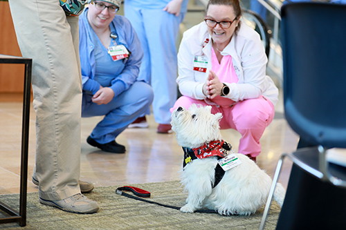 Pet therapy dog Mackenzie with hospital staff