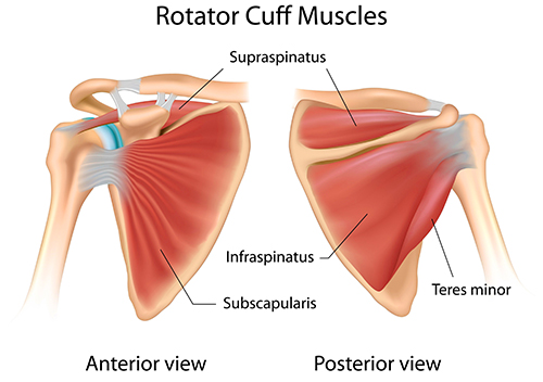 Anatomical drawing of rotator cuff muscles